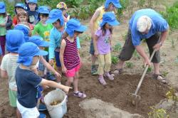 Kindergarten bei der Kartoffelernte 16.7.